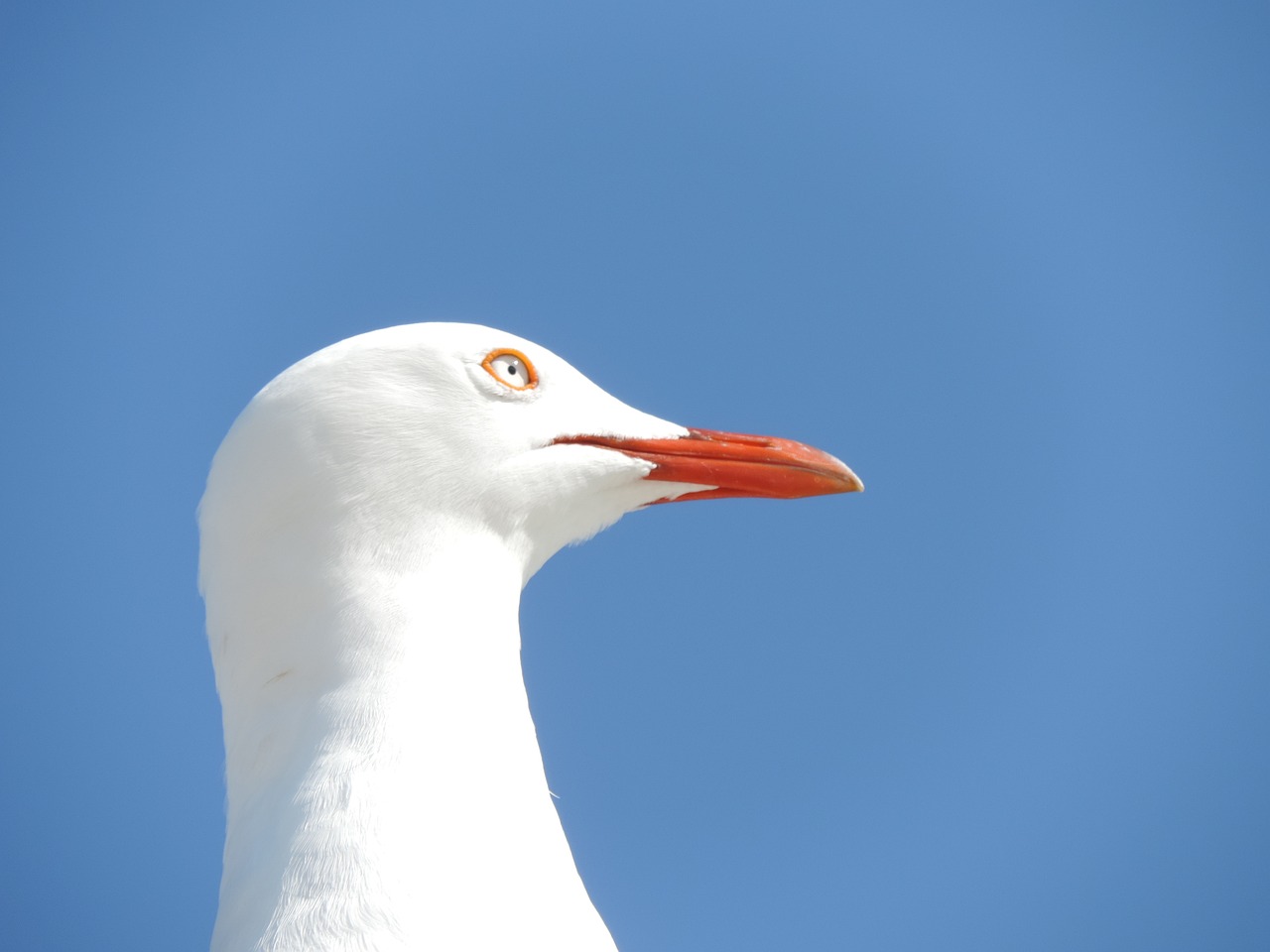 访客